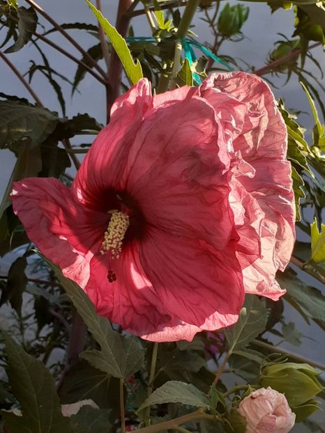  - HIBISCUS MOSCHETUOS