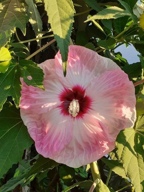  - HIBISCUS MOSCHETUOS