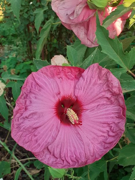  - HIBISCUS MOSCHETUOS