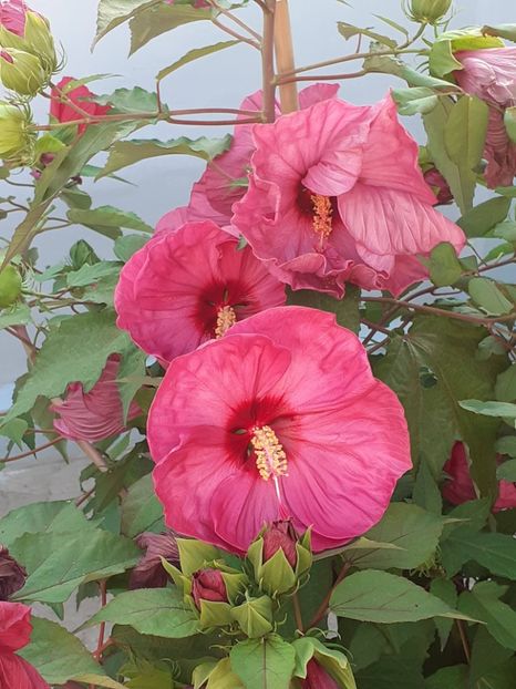  - HIBISCUS MOSCHETUOS