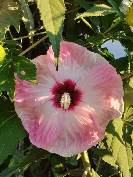  - HIBISCUS MOSCHETUOS