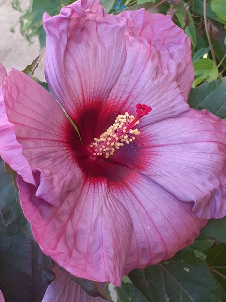  - HIBISCUS MOSCHETUOS