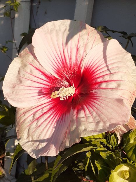  - HIBISCUS MOSCHETUOS