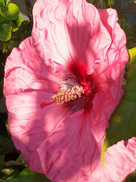 20250809_071127(0) - HIBISCUS MOSCHETUOS