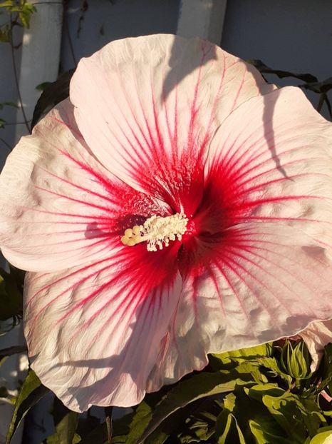  - HIBISCUS MOSCHETUOS