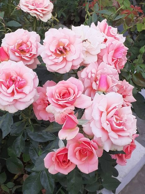  - 05 - TRANDAFIRII MEI ACHIZIȚIONAȚI IN DECURSUL ANILOR