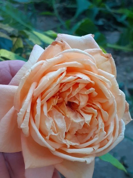  - 05 - TRANDAFIRII MEI ACHIZIȚIONAȚI IN DECURSUL ANILOR