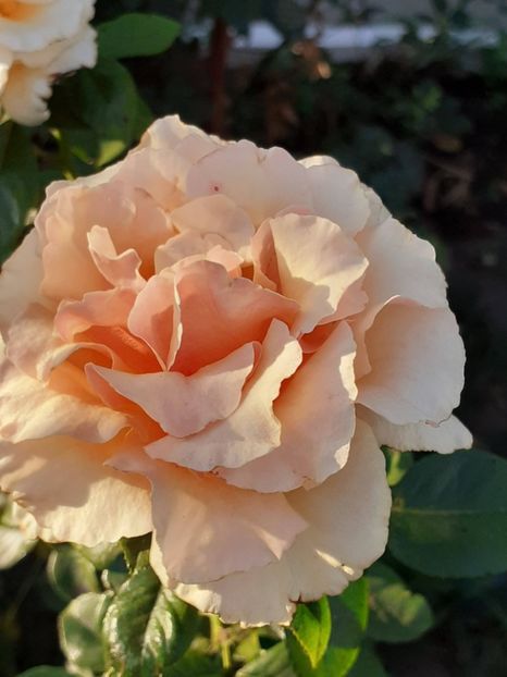  - 05 - TRANDAFIRII MEI ACHIZIȚIONAȚI IN DECURSUL ANILOR