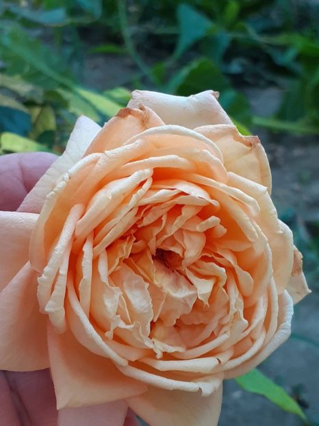 20250809_070755(0) - 05 - TRANDAFIRII MEI ACHIZIȚIONAȚI IN DECURSUL ANILOR