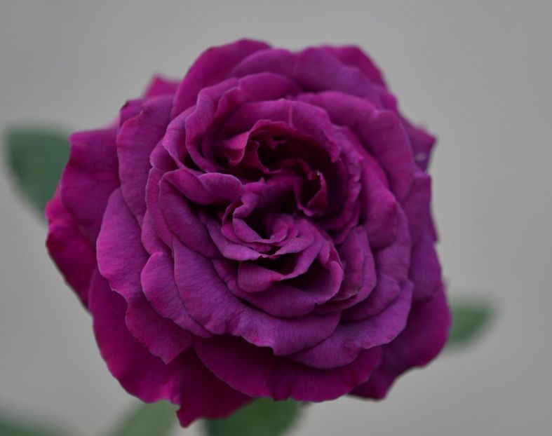 Parfum de Reve (tufa) 70 lei - Toamna 2025