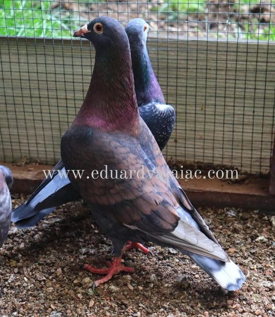  - Nu îmi aparțin 10