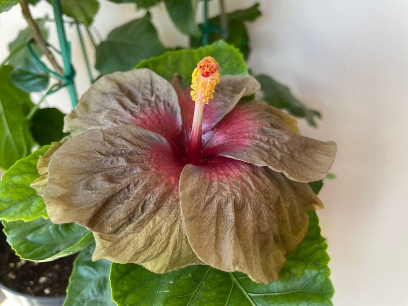  - Teng s black phantom