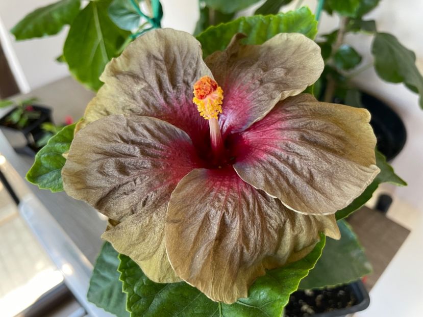  - Teng s black phantom