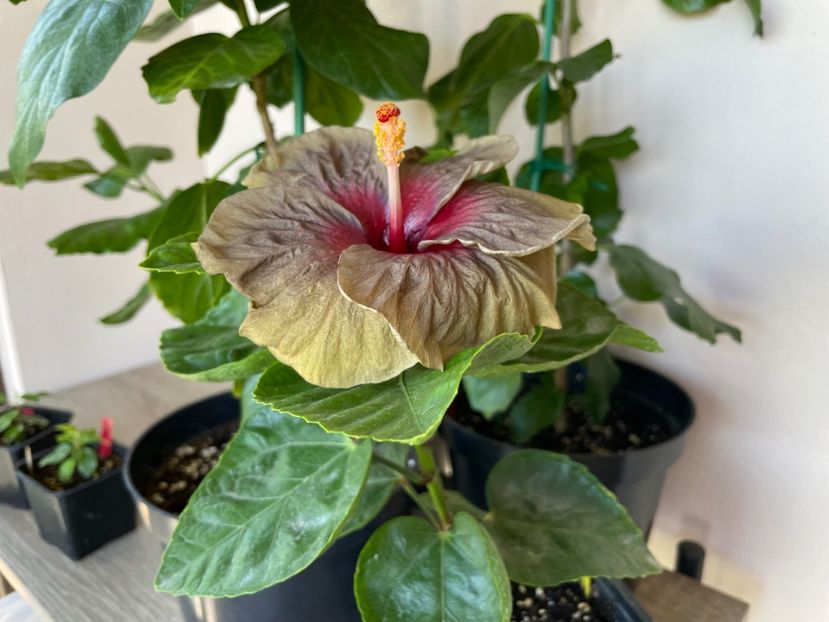  - Teng s black phantom