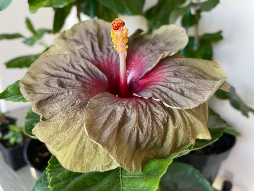  - Teng s black phantom