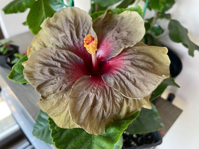  - Teng s black phantom