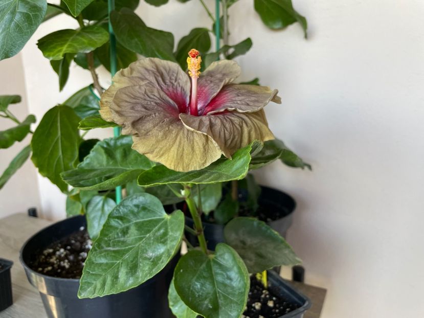  - Teng s black phantom