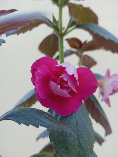 Aurika Ashcroft - - - - 2025