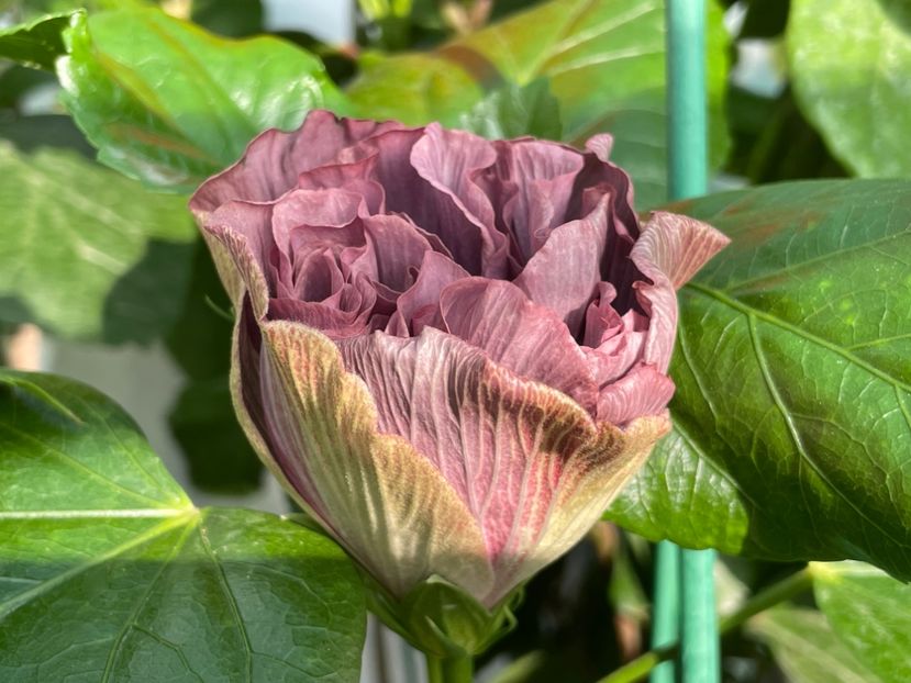  - Chis garden Bear Baby