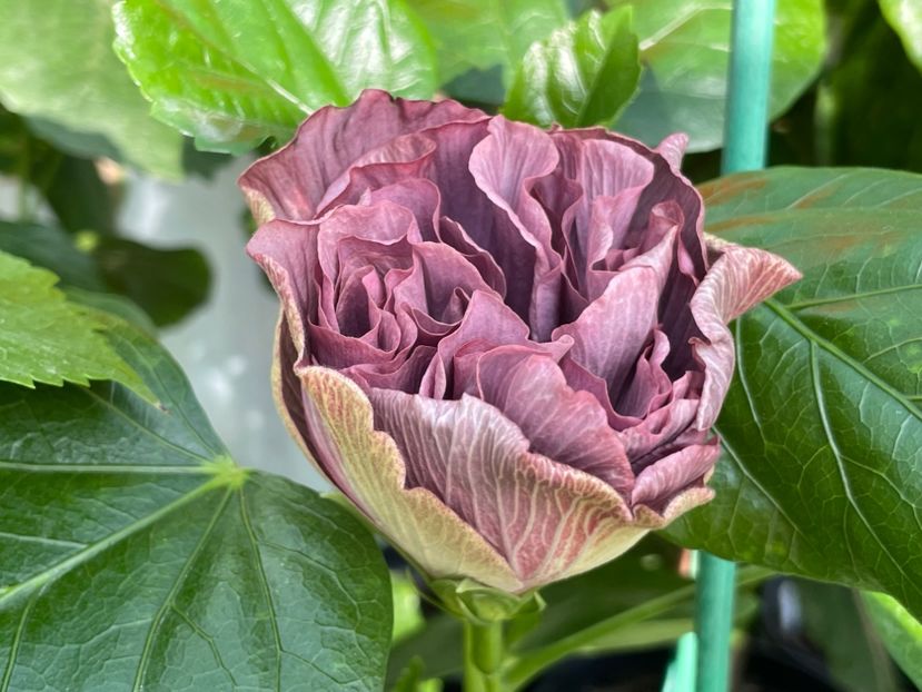  - Chis garden Bear Baby