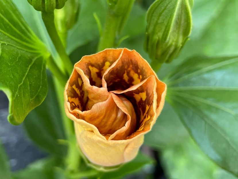  - MMT Pamant romanesc