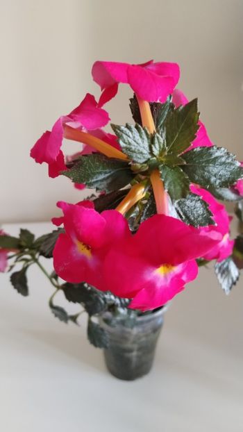  - 2025-BriD s ANNIKA