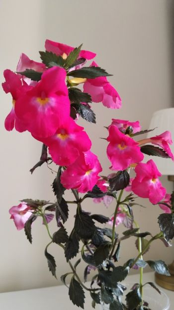  - 2025-BriD s ANNIKA