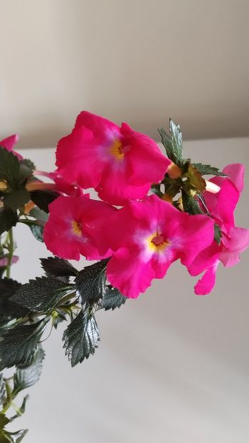  - 2025-BriD s ANNIKA