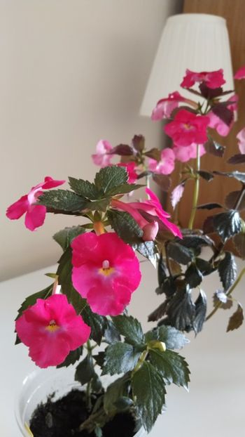  - 2025-BriD s ANNIKA