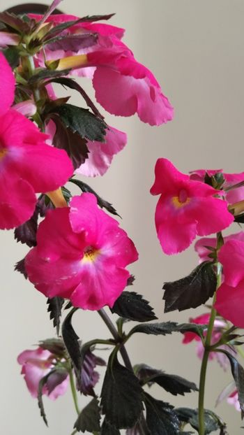  - 2025-BriD s ANNIKA