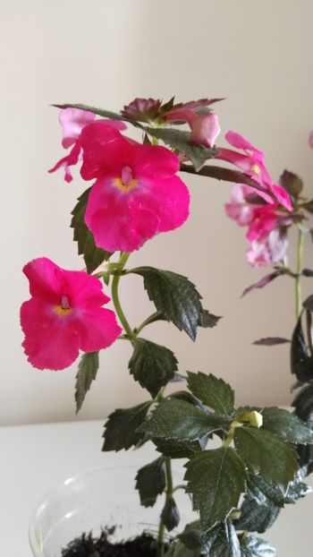  - 2025-BriD s ANNIKA