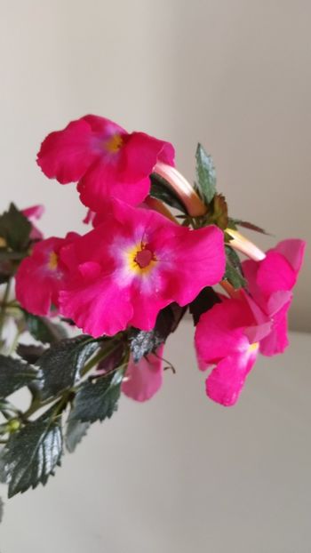  - 2025-BriD s ANNIKA