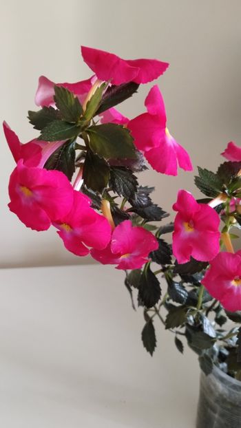  - 2025-BriD s ANNIKA