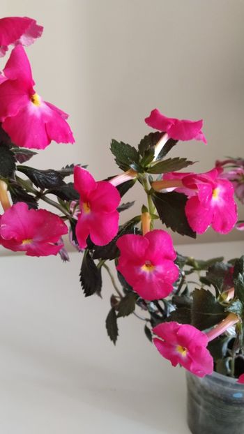  - 2025-BriD s ANNIKA