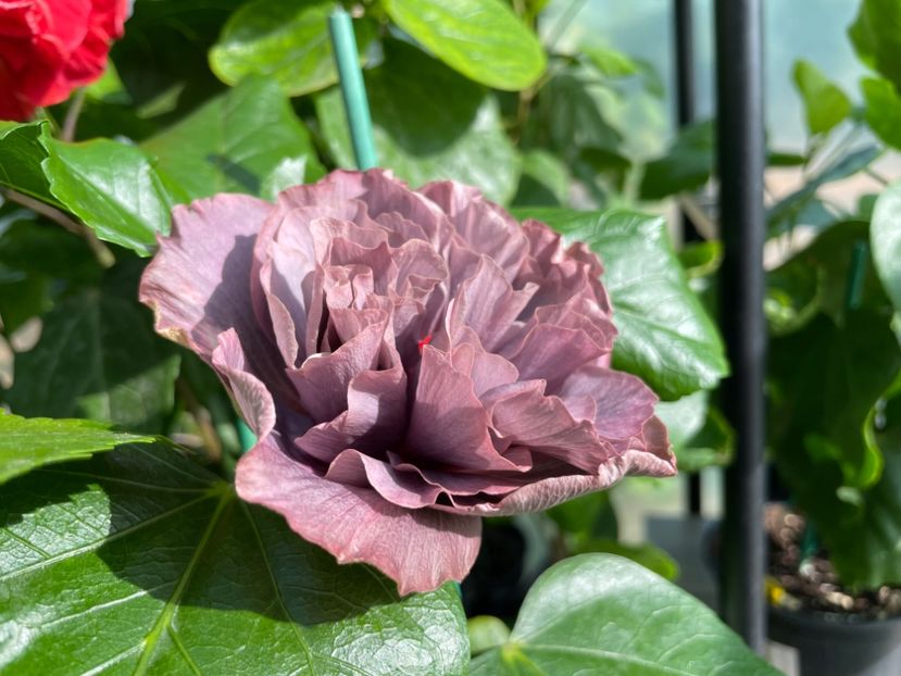  - Chis garden Bear Baby