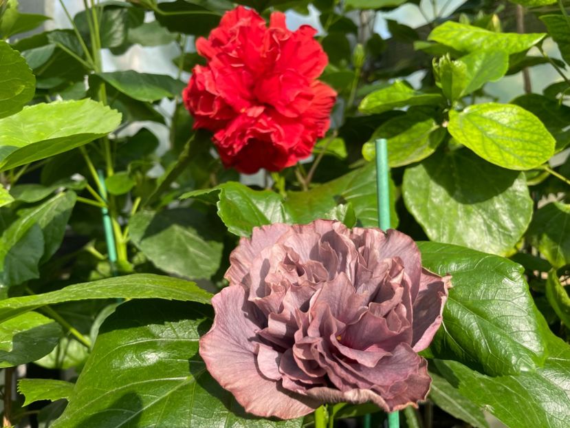  - Chis garden Bear Baby