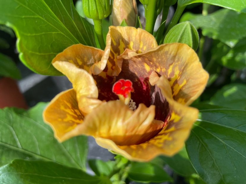  - MMT Pamant romanesc