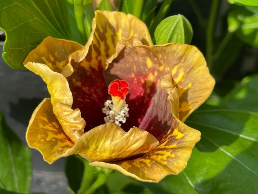  - MMT Pamant romanesc