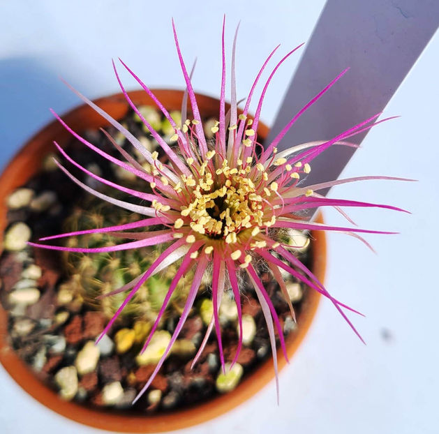 Lobivia hb S89 - Lobivia hb S89