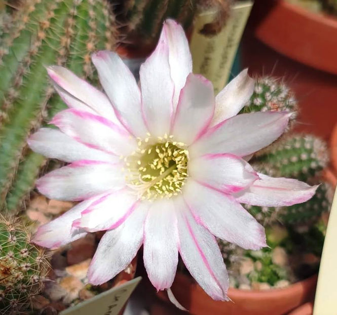 Chamaecereus Eva Pan - Chamaecereus Eva Pan2019_467_004 h4
