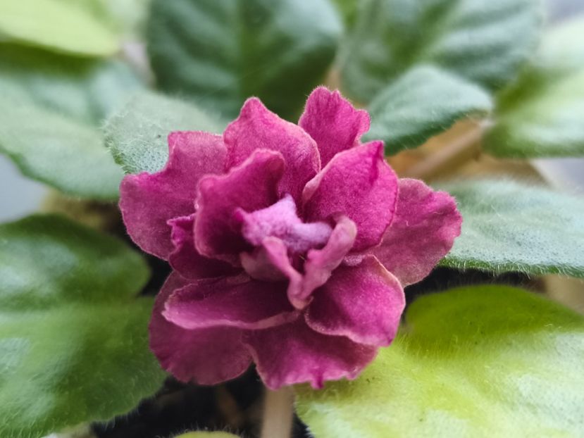  - Colectie Violete africane 2025