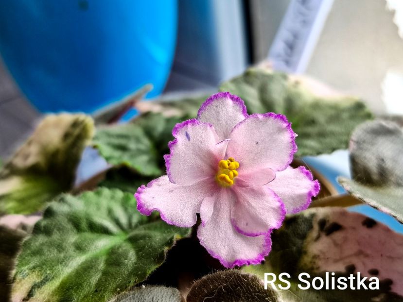  - Colectie Violete africane 2025