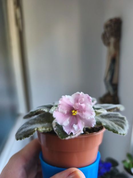  - Colectie Violete africane 2025