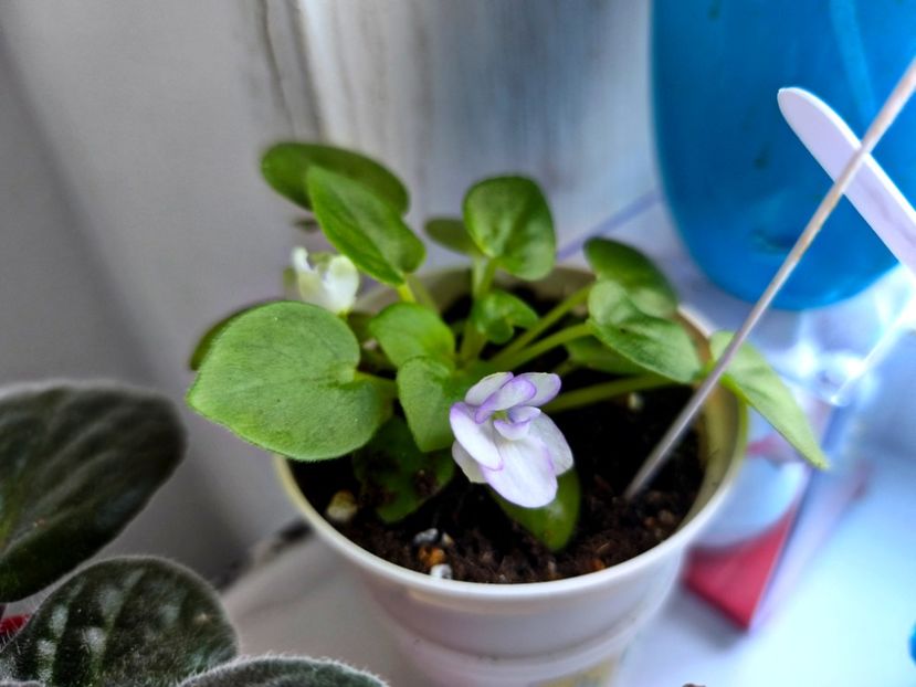  - Colectie Violete africane 2025