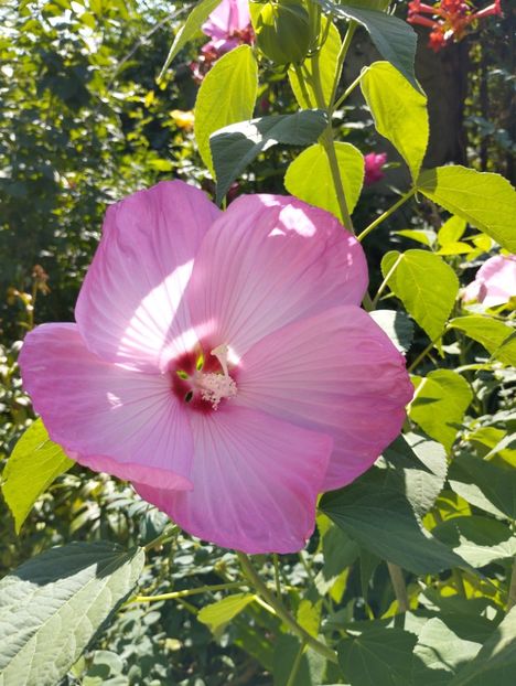  - Hibiscusi mouschetos 2025