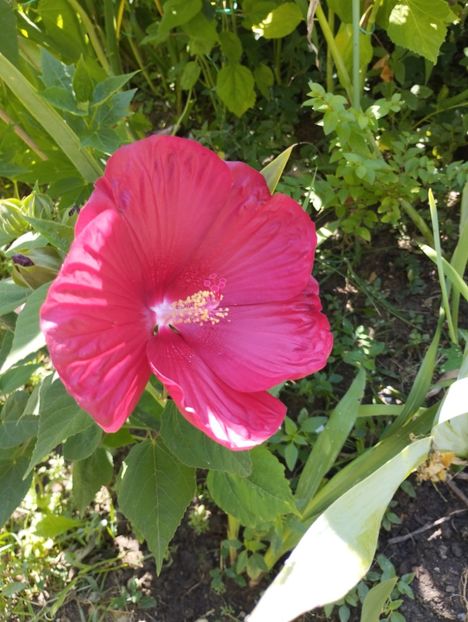  - Hibiscusi mouschetos 2025