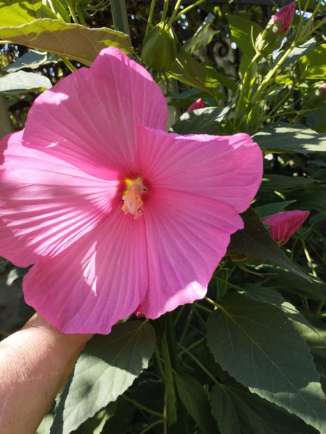  - Hibiscusi mouschetos 2025