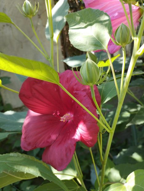  - Hibiscusi mouschetos 2025