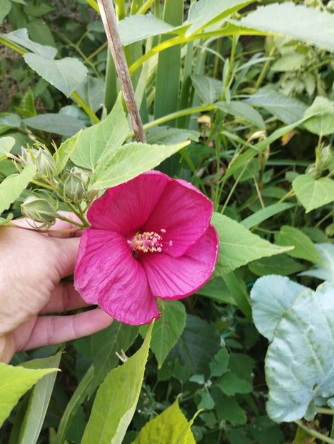  - Hibiscusi mouschetos 2025