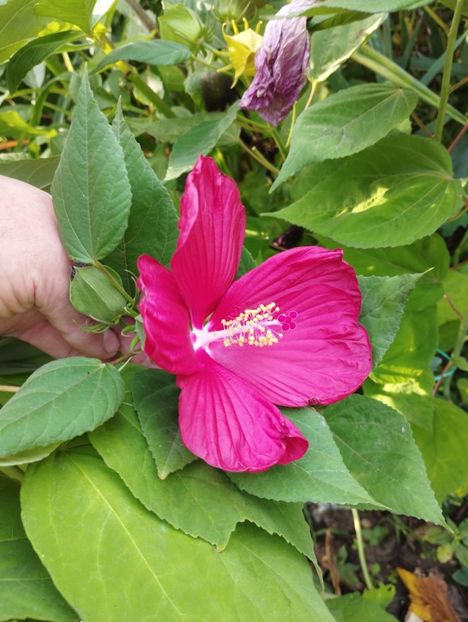  - Hibiscusi mouschetos 2025